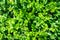 Boxwood green as a background, close-up