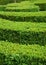 Boxwood hedge