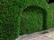 Boxwood hedge growing in the shape of a fence. Beautiful decoratively trimmed shrub, background with copy space, garden care