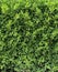 Boxwood hedge texture. Buxus plant pattern. Gardening hedge background.