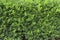 Boxwood hedge texture. Buxus plant pattern. Gardening hedge background.