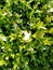 Boxwood leaves background with ice. Fresh green boxwood leaves in winter.