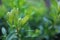 Boxwood macro natural blurred green background