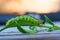 Boxwood moth feeds on boxwood leaves. The boxwood caterpillar destroys many plants