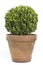 Boxwood plant