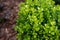 Boxwood plant close up in the garden