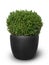 Boxwood plant in grey tub isolated on white background