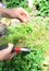 Boxwood Propagation with Stem Cuttings. Growing Boxwood Hedge Shrubs By Rooting Cuttings