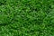 Boxwood seamless background pattern. Natural photo green texture of boxwood Buxus