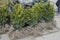 Boxwood seedlings with bare roots