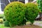 A boxwood shrubs in a greeny garden