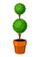 Boxwood topiary garden plant. Decorative tree in flowerpot