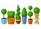 Boxwood topiary garden plants. Set of decorative trees in flowerpots