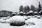 Boxwood and yews under the snow. France