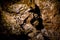 A Boxwork geological formation of rocks in Wind Cave National Park, South Dakota