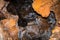 A Boxwork geological formation of rocks in Wind Cave National Park, South Dakota