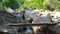 Boy with backpack walking on wooden bridge over rapid river while climbing in mountains. Boy tourist walking on