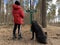 Boy with a big dog for a walk in the woods. A teenager walks with a black dog in the park. Cane Corso on a leash