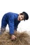 Boy in blue coverall harvesting straw