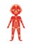 Boy body anatomy with muscular system