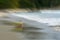 Boy on boggy board washed up in surf motion blur background Mount Maunganui