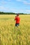 The boy in a bright T-shirt runs along the yellow field where ears of grain grow, the grain against the blue sky, the rear view.