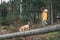 Boy in bright yellow parka walks with his beagle dog in pine for