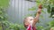 Boy child cleans raspberry harvest
