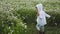 Boy child runs through a chamomile field