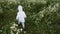 Boy child runs through a chamomile field