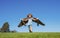 Boy child with wings at sky imagines a pilot and dreams of flying. Kids adventure, children freedom and imagination