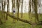 Boy climbed a felled tree in spring forest. Happy childhood moments