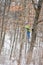 Boy Climbing up a Deer Stand in Forest