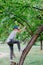 boy climbs a tree. children in the park.