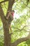 A boy climbs a tree trunk in the garden.  Children`s vacation.  Happy childhood concept