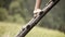 A boy climbs up the wooden ladder in the countryside house