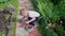 The boy collected red ripe berries in the garden. The child goes with a full bucket of berries on . Harvesting in the