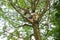 Boy in dark sunglasses climbs tall tree, clings to thick branches, concept of summer relaxation, dangerous outdoor activities,