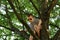 Boy in dark sunglasses climbs tall tree, clings to thick branches, concept of summer relaxation, dangerous outdoor activities,