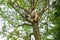 Boy in dark sunglasses climbs tall tree, clings to thick branches, concept of summer relaxation, dangerous outdoor activities,