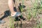 A boy is digging the ground with a shovel for processing agricultural crops in the countryside