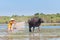 A boy in a dress bathing buffaloes near Lake Dau Tieng, vietnam.