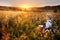 A boy farmer driving small tractor in field through summer grain at sunset.