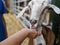 A boy feeding a goat at a farm from his hand