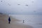 Boy feeding gulls on the beach. Little boy stands on beach the sea on cold windy day
