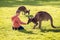 Boy feeding kangaroo