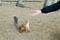 Boy feeding squirrel with his hands on sandy beach.Curiosity and trust.