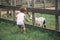 Boy feeding a white goat in a petting zoo in a farm