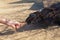 boy feeds domestic rabbits in sunny day