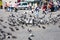 Boy feeds doves on old square